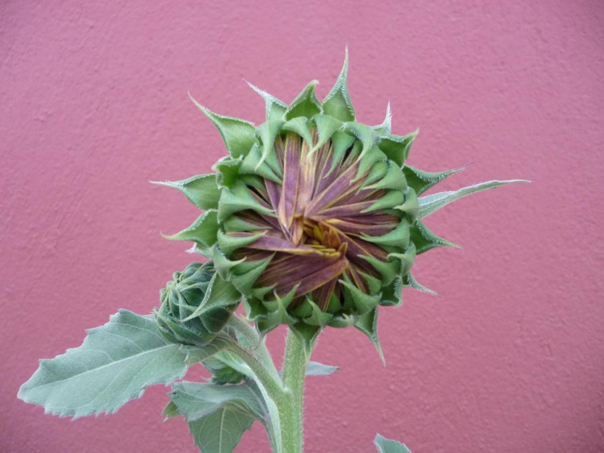 אמוליאני Helianthus Guesthouse מראה חיצוני תמונה