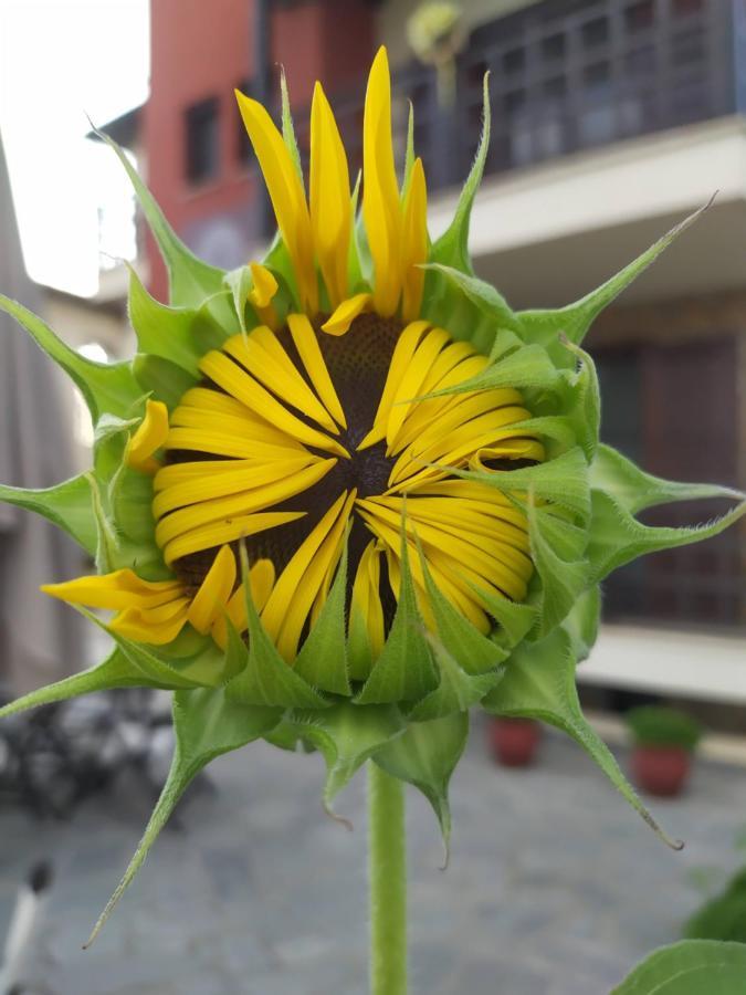 אמוליאני Helianthus Guesthouse מראה חיצוני תמונה