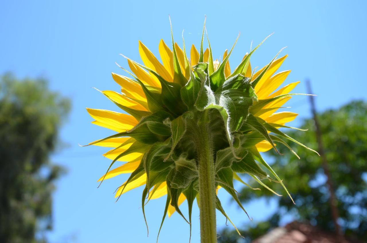 אמוליאני Helianthus Guesthouse מראה חיצוני תמונה